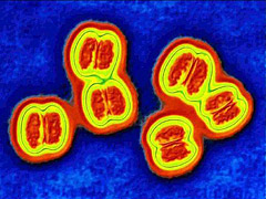 Neisseria meningitidis bacteria, magnified and stained orange and yellow.